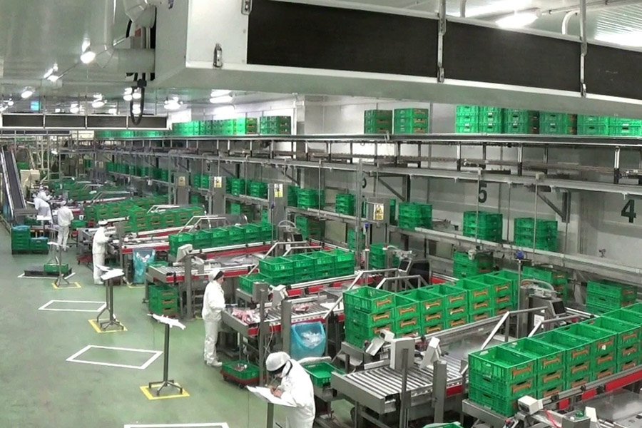 Serfruit linea transporte cajas 0002 1