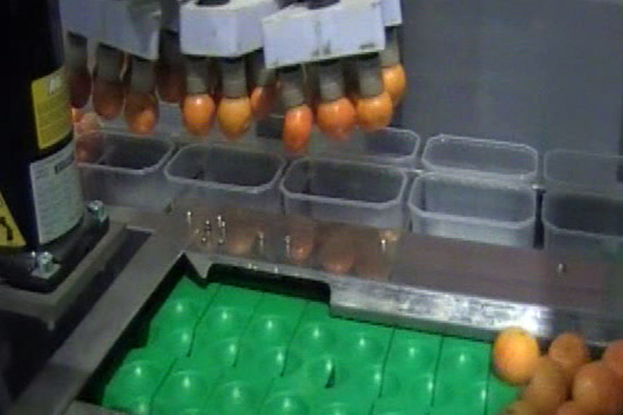 Serfruit robot envasado 0000 1