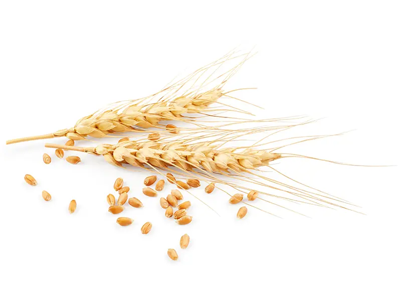 Wheat